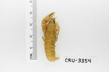 Media type: image;   Invertebrate Zoology CRU-3354 Description: Preserved specimen.;